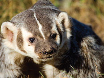 This is a photo of the American Badger.