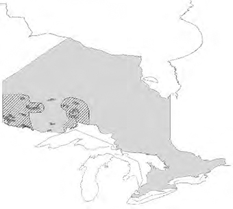 map that depicts the distribution of breeding American White Pelicans in Ontario.
