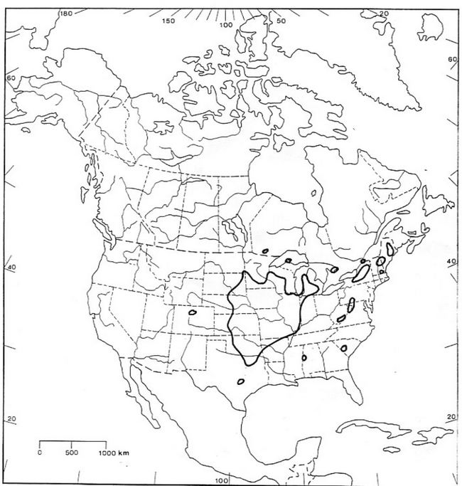 Map showing the global range of Aristida basiramea. It is also showing that the core range of the species is in the Midwestern United States, and less than one percent of the global population occurs in Canada