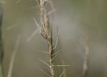 This is an image of the plant Forked Three-awned grass