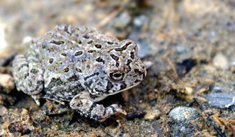 This is an image of the Fowler’s Toad.