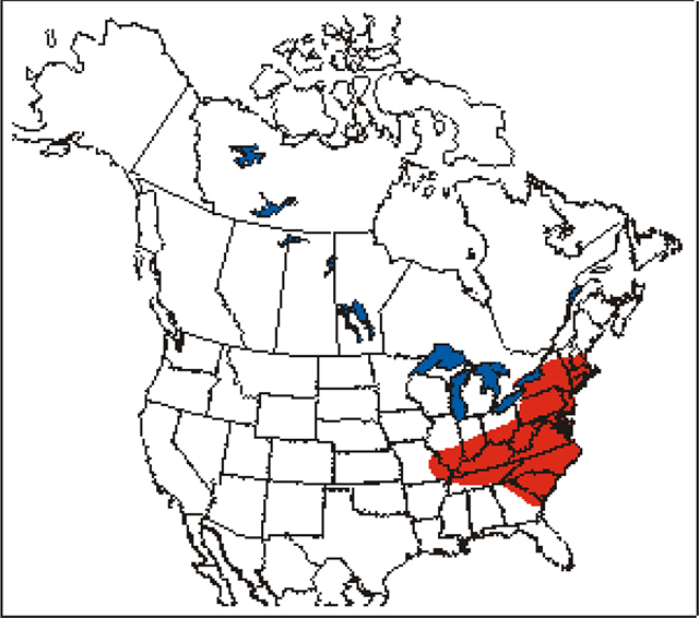 map depicting the distribution of Pycnanthemum incanum in North America.