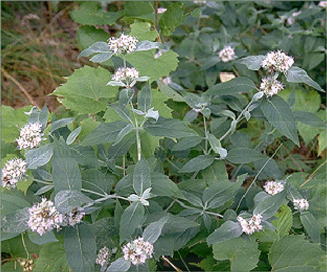 This is an image of the Hoary Mountain-mint.