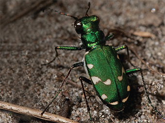 This is an image of the Northern Barrens Tiger Beetle
