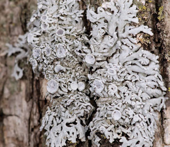 colour photograph of the Pale-bellied Frost Lichen on a tree trunk.