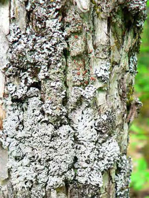 colour photograph of the centrally lobulate form (arrows) Pale-bellied Frost Lichen. It is white-grey in colour.