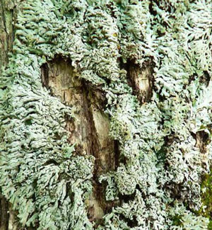 colour photograph of the centrally lobulate form (arrows) Pale-bellied Frost Lichen. It is green-grey in colour.