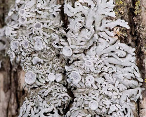colour photograph of apothecate form Pale-bellied Frost Lichen. It is green-grey in colour.
