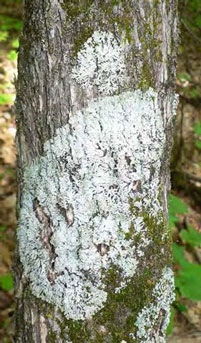 colour photograph detail of the typical growth location (Eastern Hop-hornbeam tree trunk) of Pale-bellied Frost Lichen.