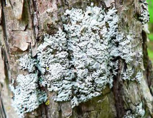 colour photograph detail of the typical growth location (Eastern Hop-hornbeam tree trunk) of Pale-bellied Frost Lichen. Detail is from the upper black box outlined in Figure 4a.
