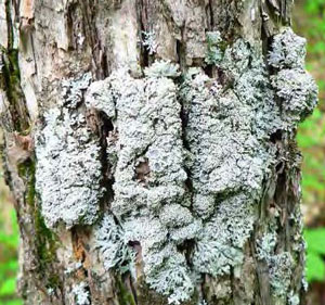 colour photograph detail of the typical growth location (Eastern Hop-hornbeam tree trunk) of Pale-bellied Frost Lichen. Detail is from the lower black box outlined in Figure 4a.
