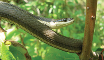 Colour photograph of the Queensnake species.