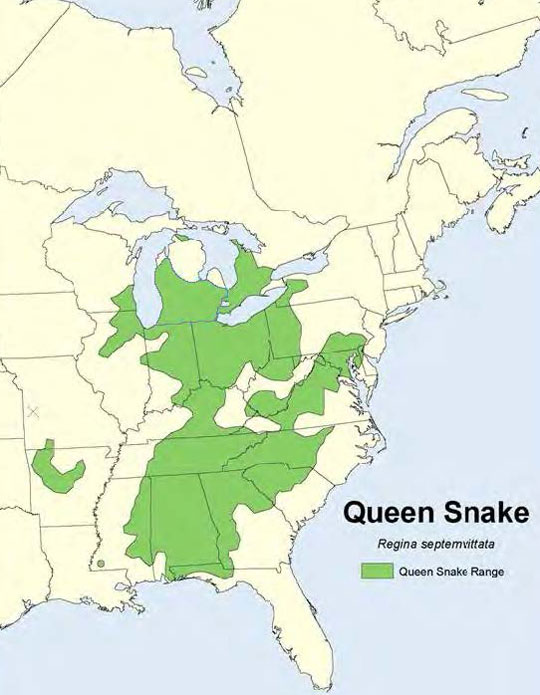 This map illustrates the distribution of the Queensnake distribution in North America. Green areas represents the Queensnake range.