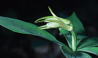This is an image of the Small Whorled Pogonia