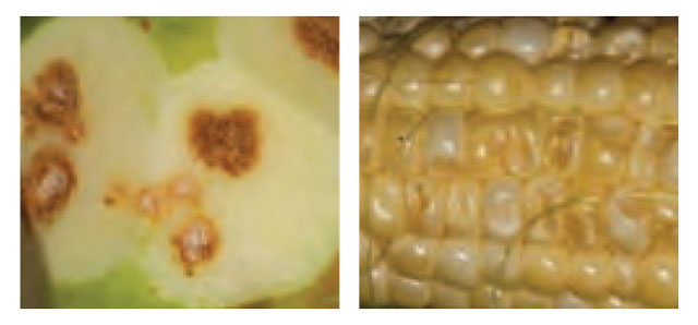 Colour photo of Apple Corn Damage.