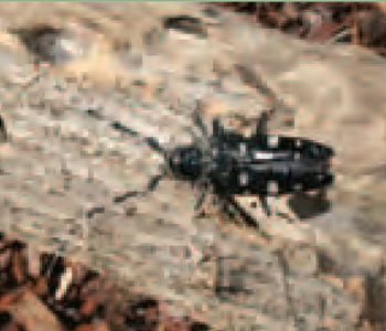 Colour photo of Asian Longhorned Beetle.
