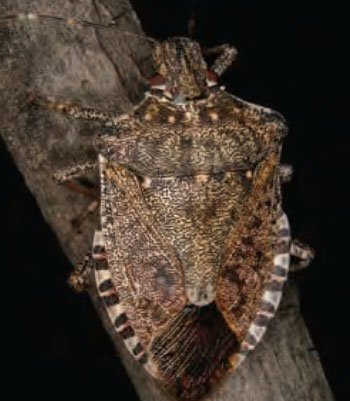 Colour photo of Brown Marmorated Stink Bug.