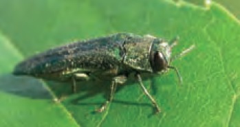Colour photo of Emerald Ash Borer on a green leaf.