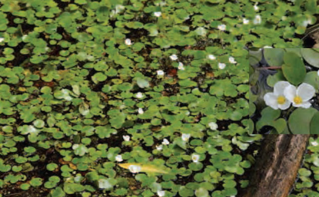 colour photo of European Frog-bit forms dense floating mats that can shade out native aquatic vegetation.