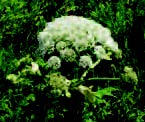 colour photo of Giant Hogweed.