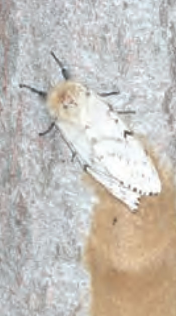 Colour photo of Gypsy Moth.