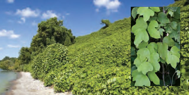 Colour photo, including insert, of Kudzu near the shores of a lake.