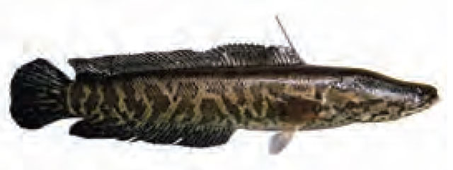 Colour photo of Northern Snakehead.