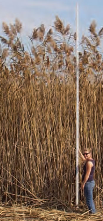 Colour photo of a person standing next to Phragmites towering over them.