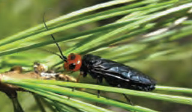 Colour photo of Pine False Webworm.