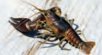 Colour photo of Rusty Crayfish.