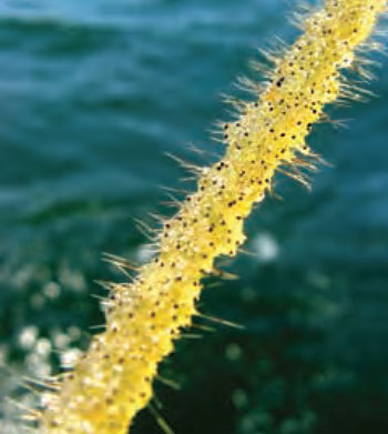 Colour photo of Spiny Waterfleas.