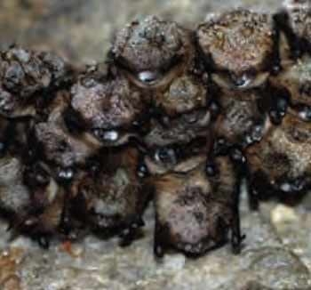 Colour photo of bats with White Nose Syndrome.