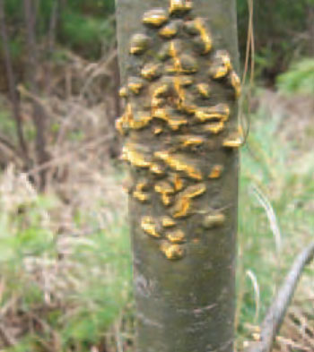 Colour photo of White Pine Blister Rust on a tree.