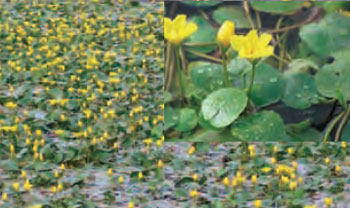 Colour photo of Yellow Floating Heart.