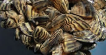 Colour photo of Zebra Mussels.