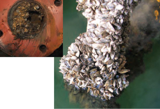 colour photo of Zebra Mussels will firmly attach to hard man-made structures causing significant damage. Inset: Zebra Mussels restricting flow in a water pipe.