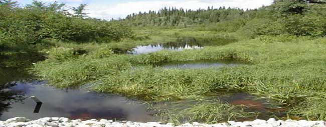 Colour photograph of a wetland and vegetation.