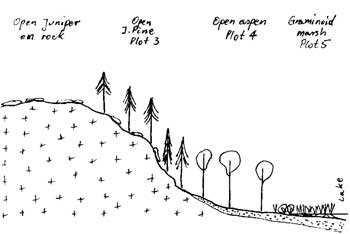 line drawing diagram of a downward slope leading toward the lake, including open Juniper on rock, open Jack Pine plot 3, open Aspen plot 4 and Graminoid marsh plot 5.