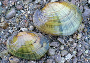 colour photo of the Wavy-rayed Lampmussel.