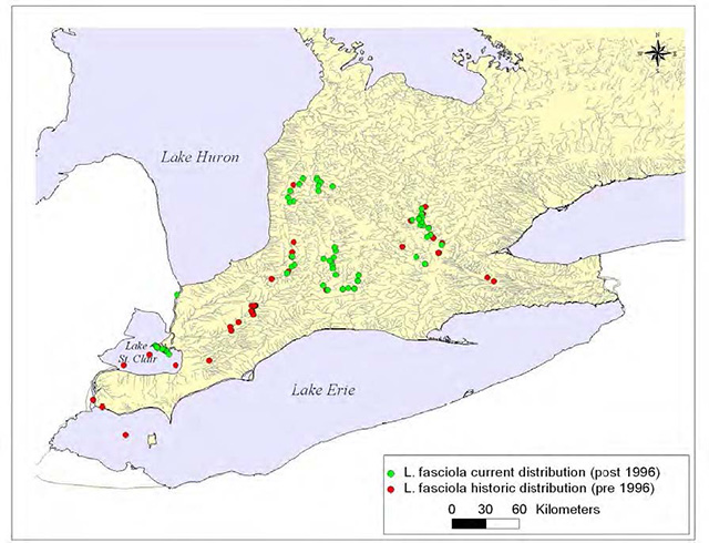 colour map of southern ontario and Great Lakes indicates current distribution post 1996 locations with green dots. Historic locations prior to 1996 are indicated with red dots.