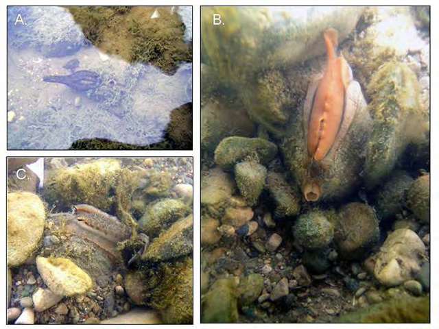 colour photos of three lure morphologies of the Wavyrayed Lampmussel: black (a), red (b) and fish-like (c).