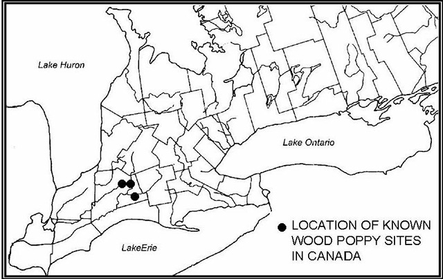 black and white line map of Southern Ontario indicates location of known Wood Poppy sites in Canada with three black dots.