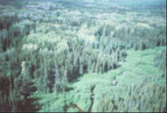 This photo shows the Seguin River near the SE corner. Thicket swamps along the river. Forest communities include Po mixed-woods, Pj mixed-wood and Pj predominant conifer.
