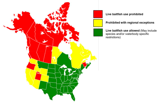 Map of North America showing the use of live bait for recreational angling. Areas where live bait use is prohibited are indicated by red, areas where live bait use is prohibited with regional exceptions are indicated with yellow and areas where live baitfish use is allowed (may include species and/or waterbody specific restrictions) are indicated by green.