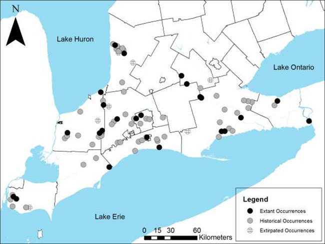 Map showing the distribution of Green Dragon in Ontario, including extant, historical and extirpated occurrences. All occurrences are located in southern Ontario. Table 2 provides more information regarding the location of the occurrences.