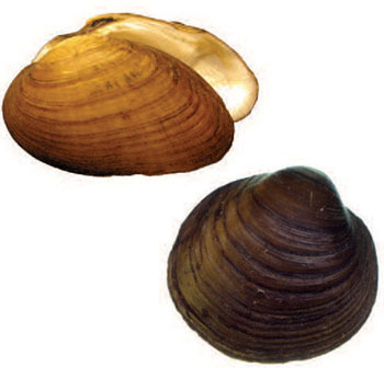 colour photo of the Round Hickorynut and the Kidneyshell species.