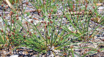 colour photo of the Bent Spike-rush species.