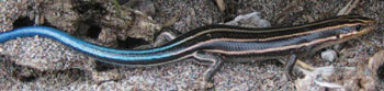 colour photo Common Five-lined Skink species.