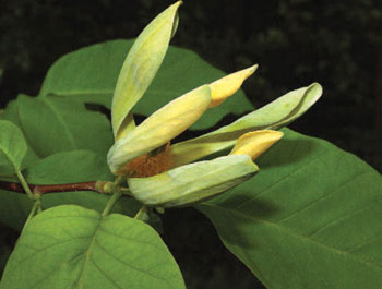 colour photo of the Cucumber Tree species.