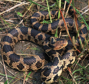 colour photo of the Eastern Foxsnake species.